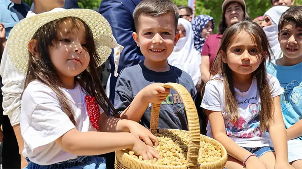 Donda kaybeden Ulukale dutunda bu yıl patlama: 650 ton rekolte bekleniyor