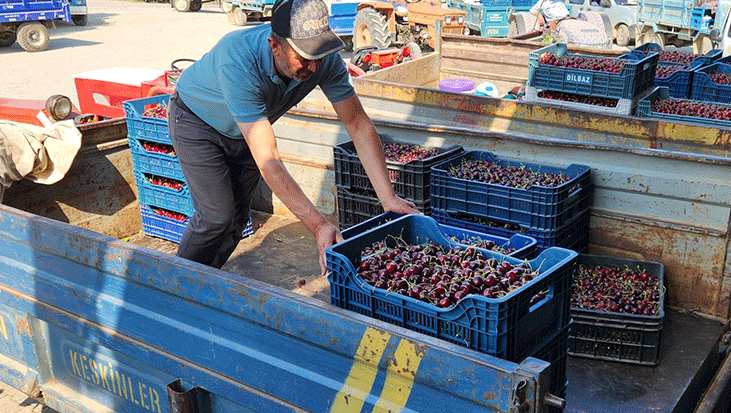 Napolyon kirazında fiyatlar 15 TL'ye kadar düştü! Üreticiler tedirgin