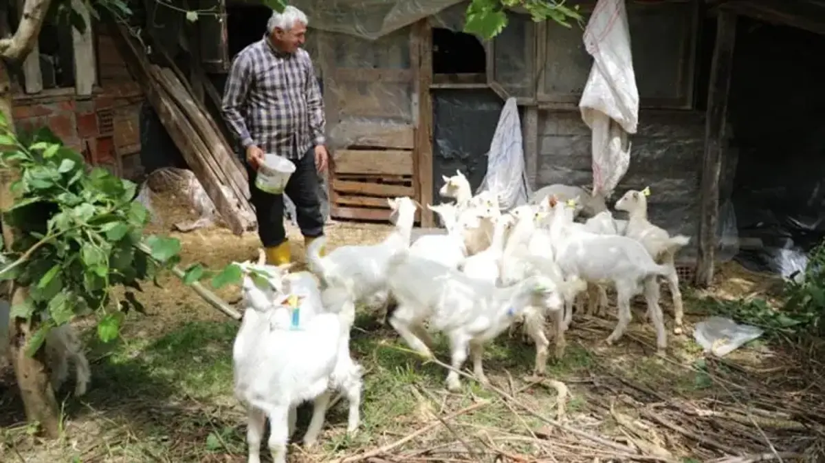Ordulu besicilerin yüzünü güldüren yem desteği: Et kalitesini ve süt verimini artırıyor