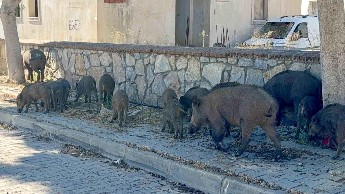 Bodrum'da gündüz vakti domuz sürüsü mahalleye indi
