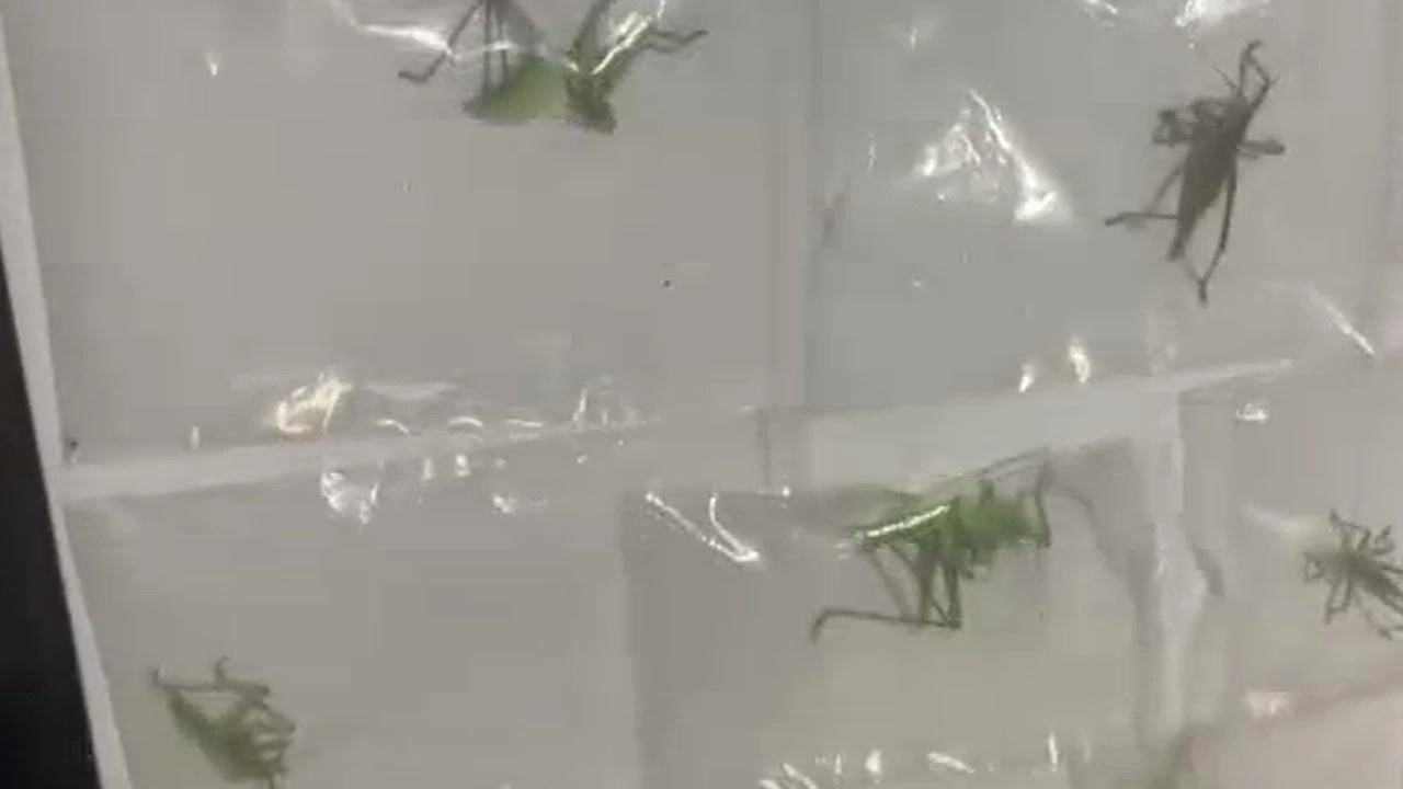 Çekirgelerimizi çalacaklardı! Canlı canlı topladılar: Suçüstü yakalandılar