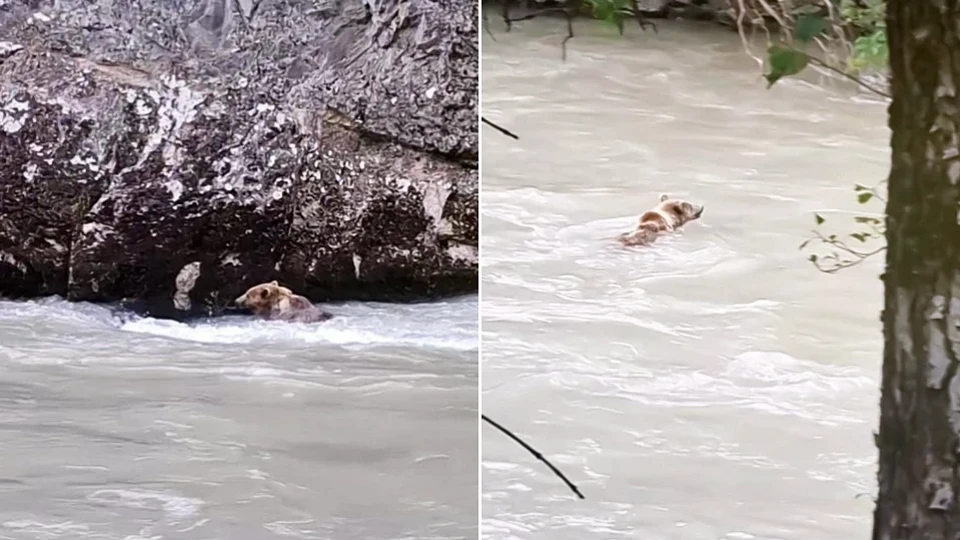 Tunceli'de Munzur Nehri'ni yüzerek geçen ayı görüntülendi