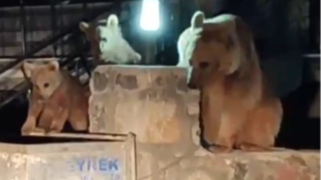 Yolda gördüğü ayı ve yavrularına türkü söyledi! O anlar sosyal medyayı salladı