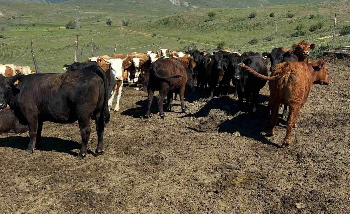 Aydıntepe'de ithal besilik sığırlarda karantina ve sağlık kontrolleri yapılıyor