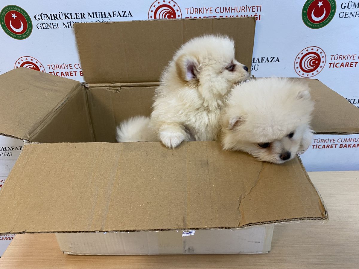 Kapıkule'de 'Pomeranian' cinsi 6 köpek yavrusu ele geçirildi