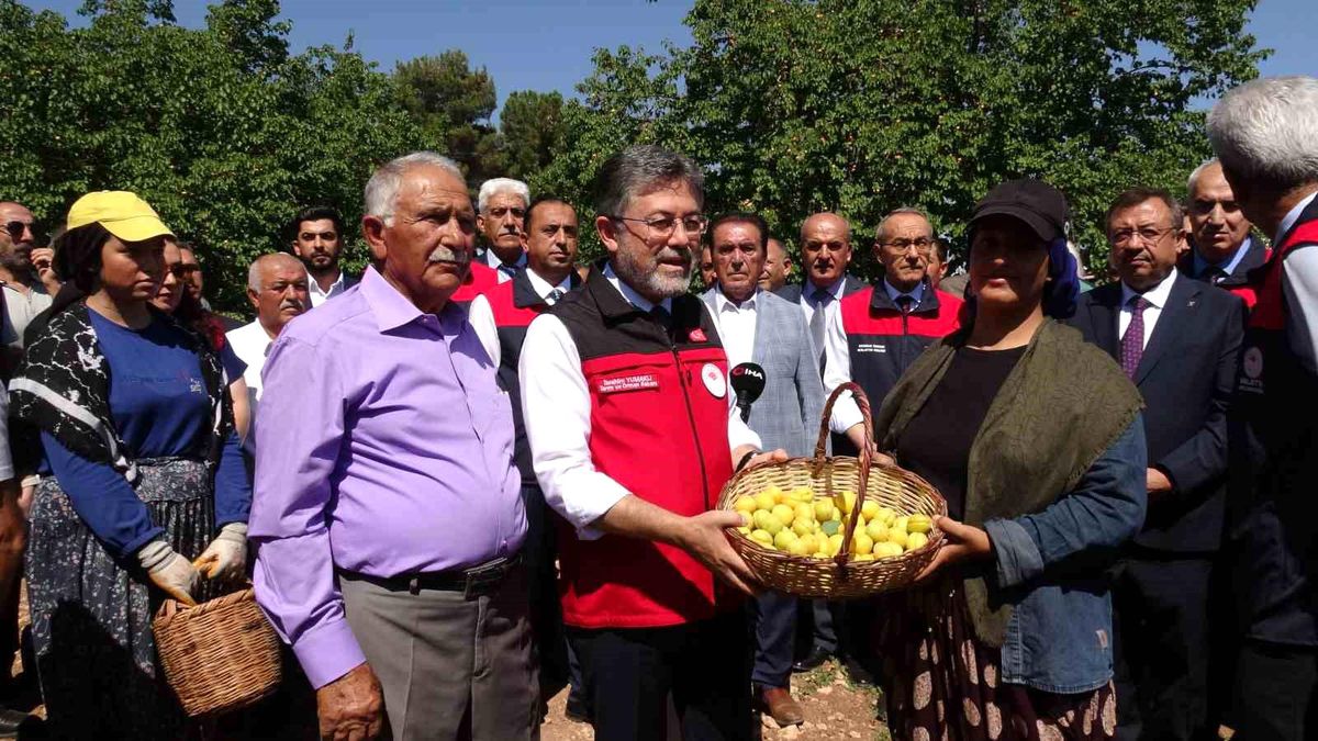 Bakan Yumaklı: Kayısıda Zirai Don Sonrası Desteklerle Üretim Sürdü