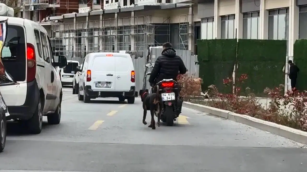 İstanbul’da köpeği bağlayarak motosikletle koşturdu, para cezasıyla kurtuldu: 'Hayvan hakları nerede?'