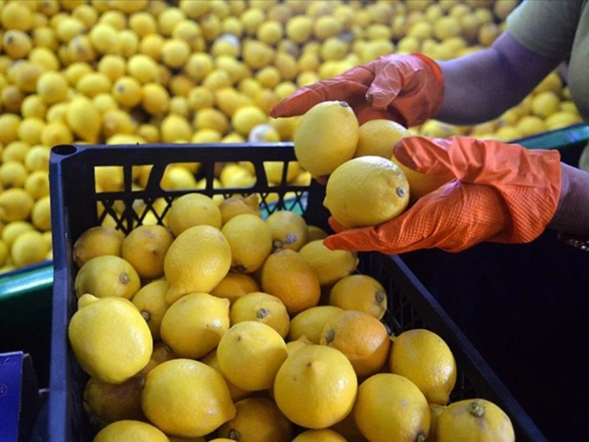 Türkiye’den 4 ayda 195 milyon dolarlık limon ihracatı