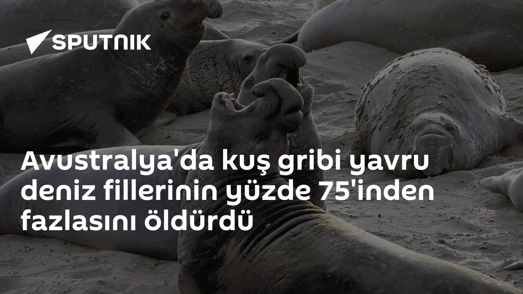 Avustralya'da kuş gribi yavru deniz fillerinin yüzde 75'inden fazlasını öldürdü
