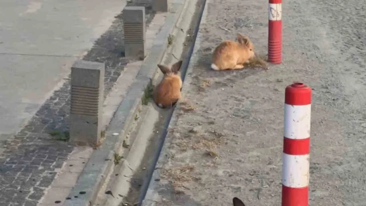 Atakum sahilinde tavşanlar dikkat çekti