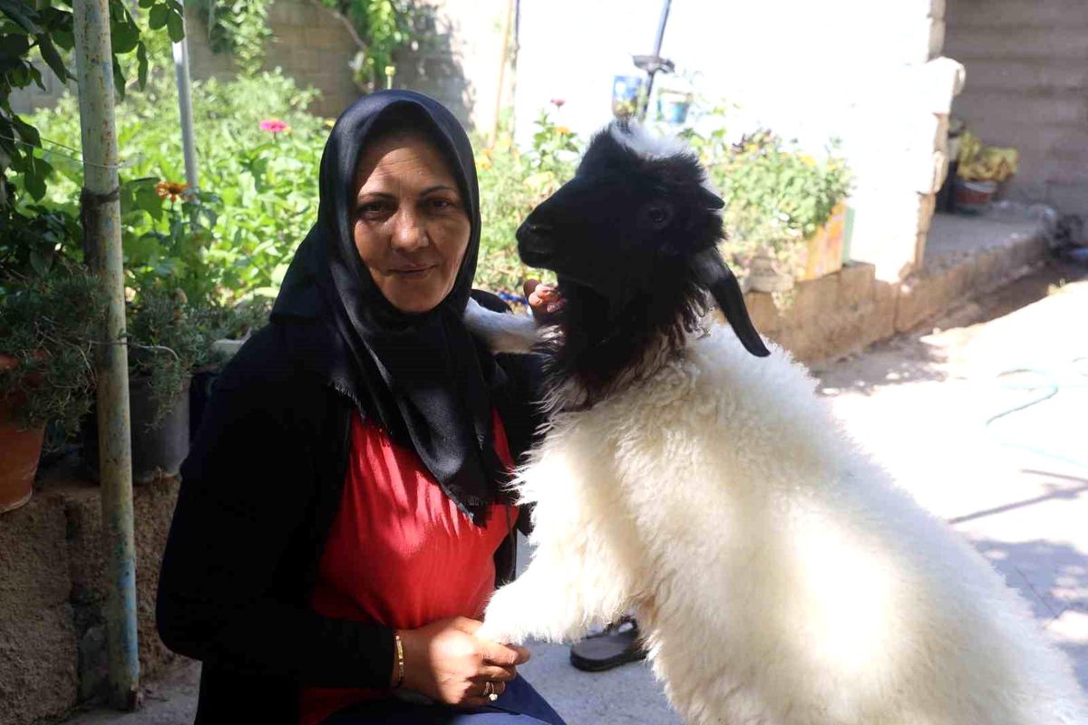 Evladını lösemiden kaybeden anne, teselliyi peşinden ayrılmayan kuzuda buldu