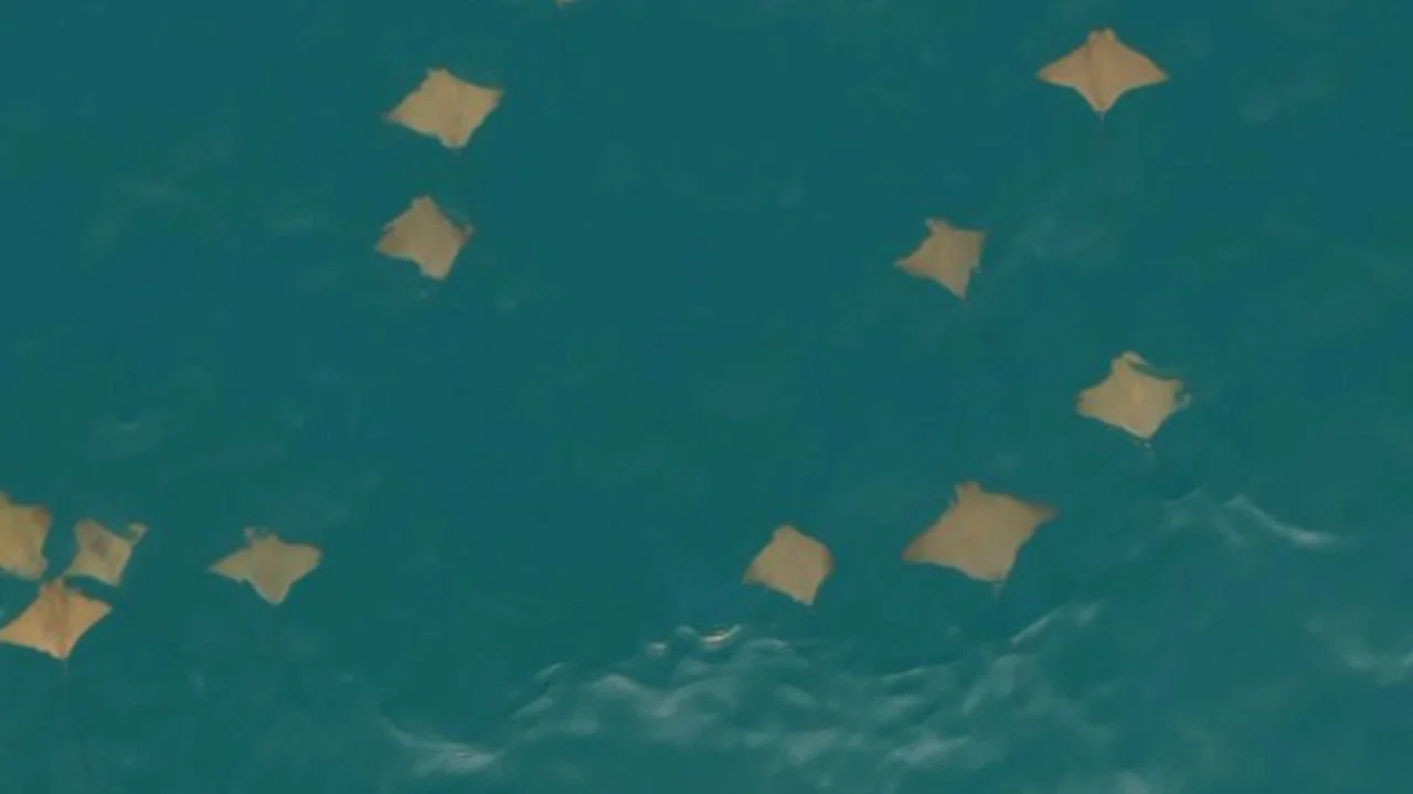 Akdeniz’de nadir görüntü! Dron kamerasına vatoz sürüsü yakalandı