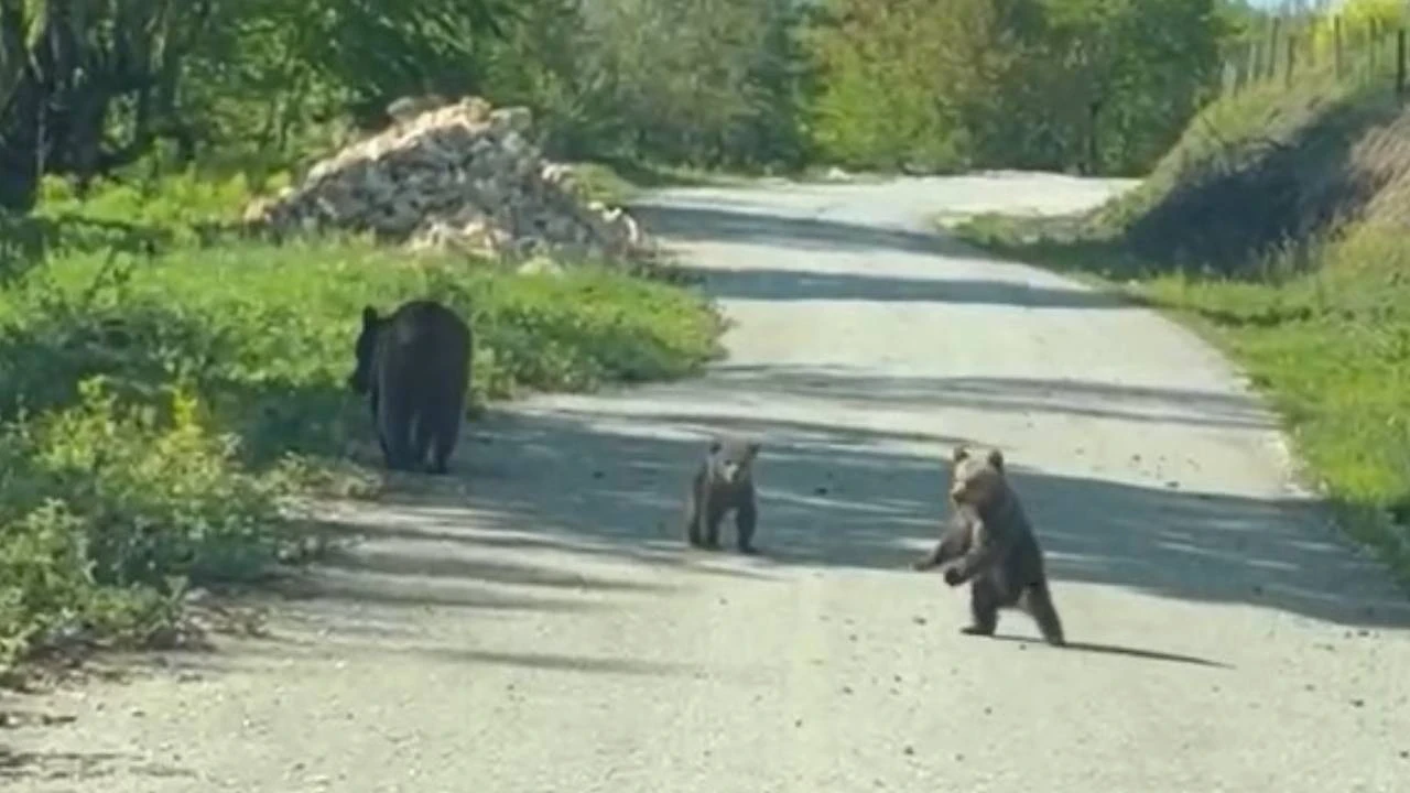 Ayı ve yavrularıyla tatlı sohbet gülümsetti