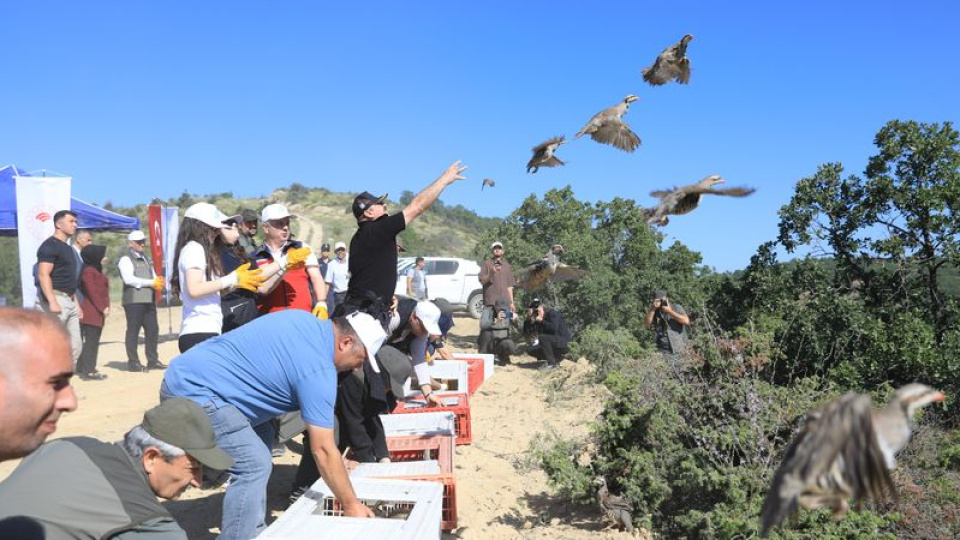 Çankırı'da zararlılarla mücadele için doğaya 300 keklik bırakıldı