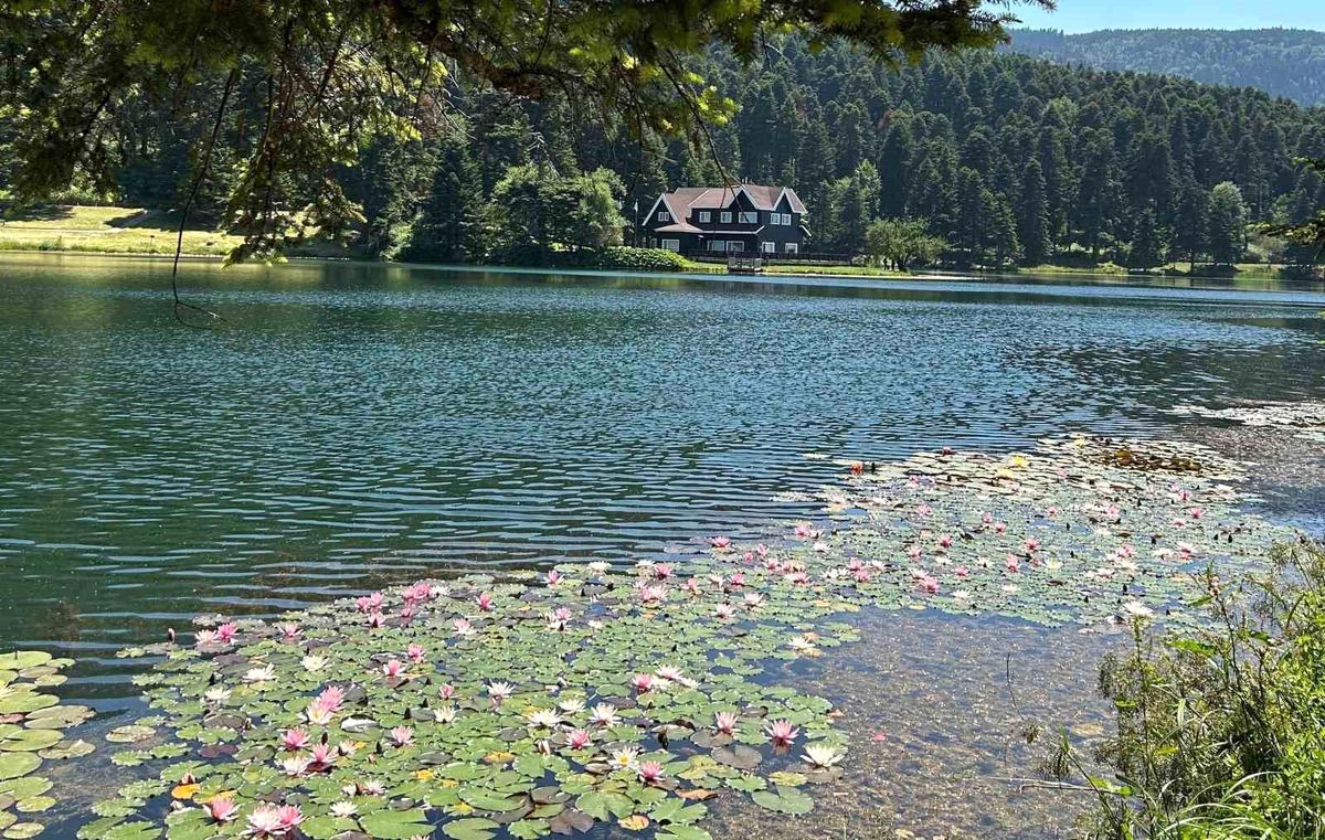 Bolu'da bu çiçeği koparmanın cezası 699 bin 197 lira