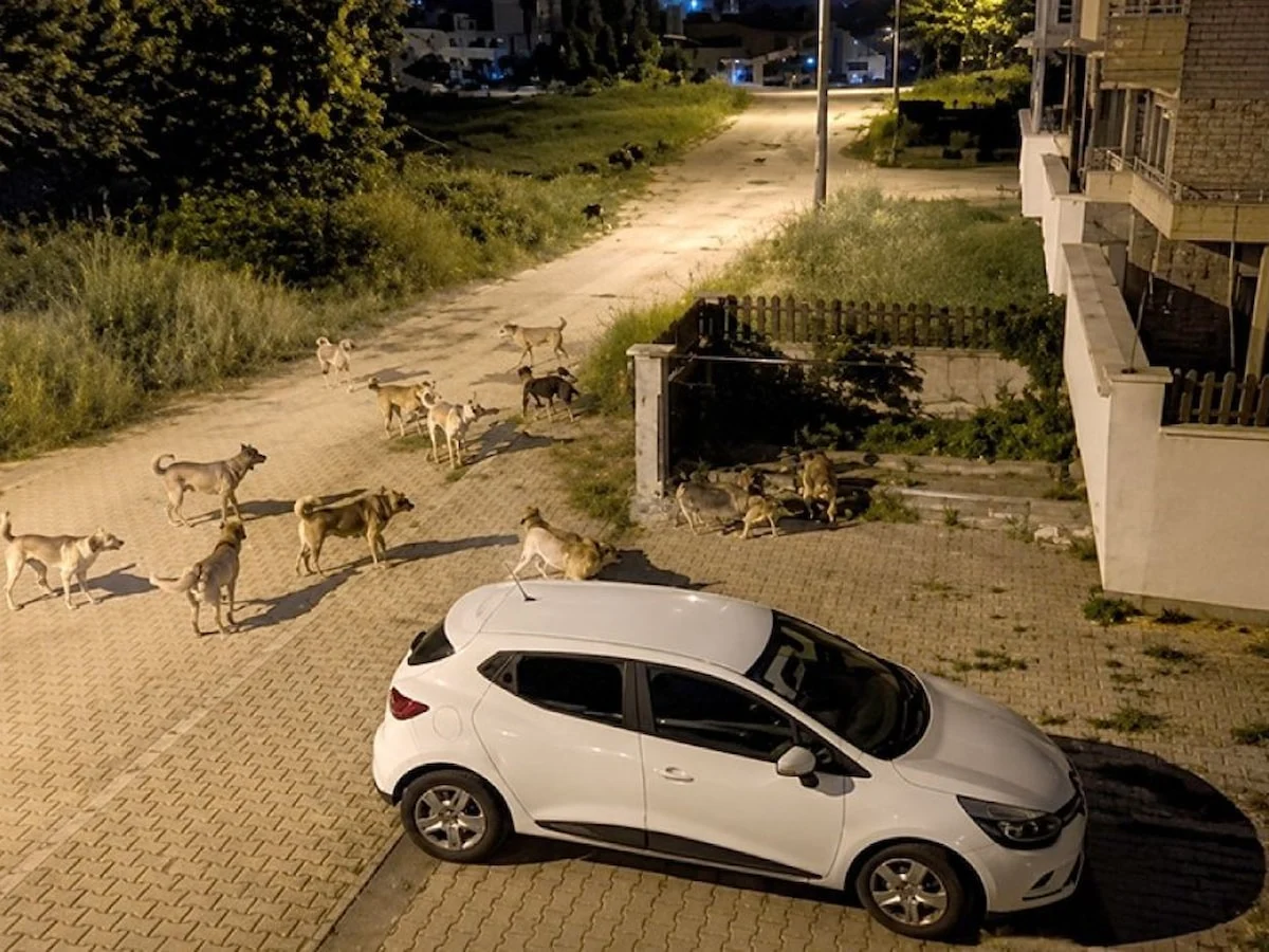 Bolu'da başıboş köpekler tedirginlik yarattı
