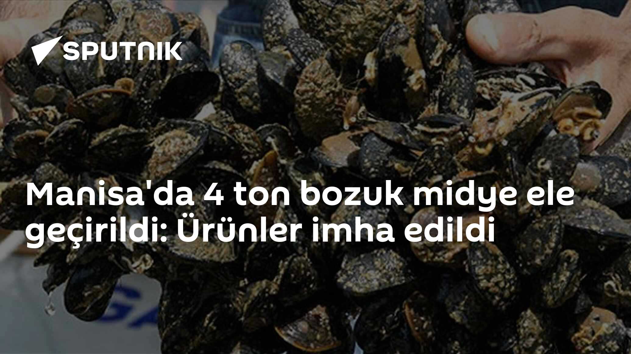 Manisa'da 4 ton bozuk midye ele geçirildi: Ürünler imha edildi