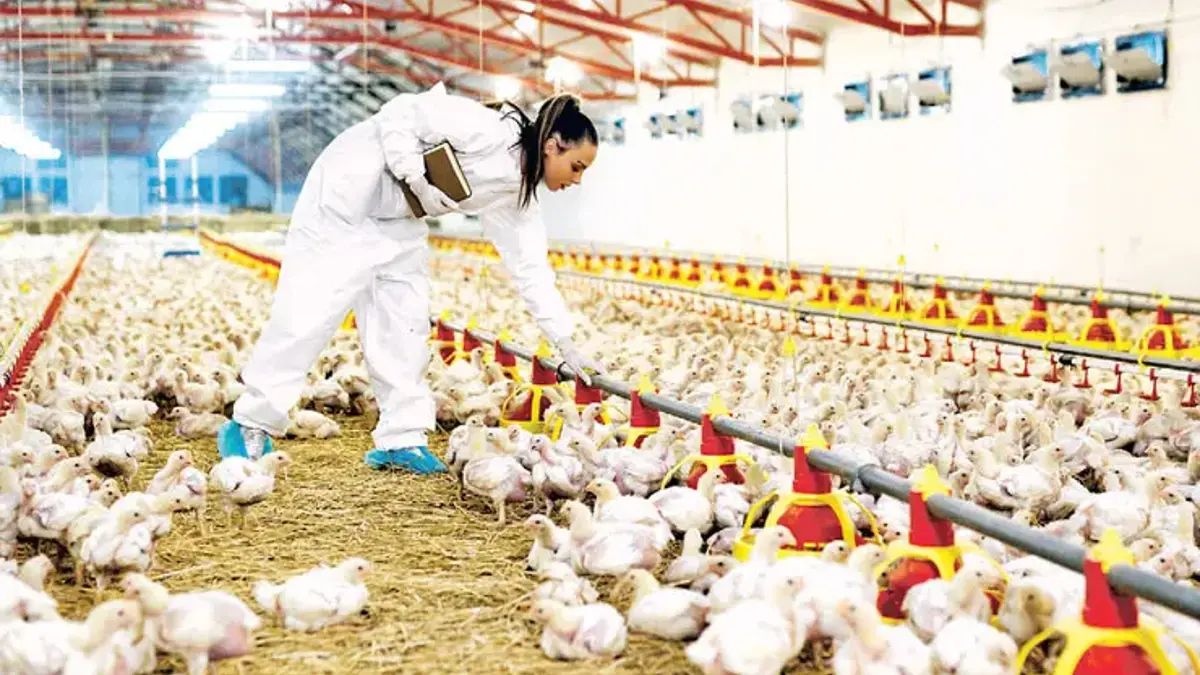 Ayağı Hong Kong'a gidiyor, kanı balık yemi oluyor! Tavuk üretimindeki şaşırtıcı gerçek: Her parçası değerli
