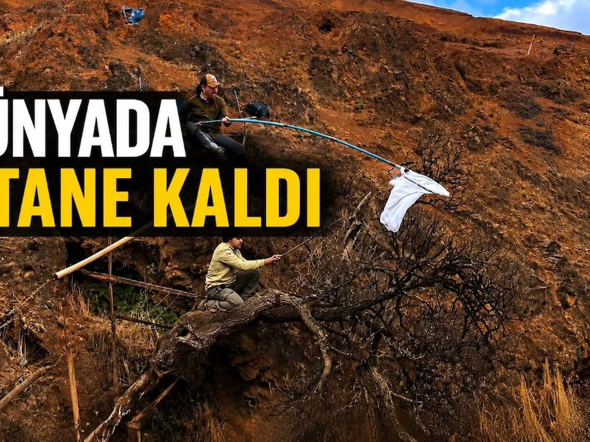 Dünyada sadece 1 tane kaldı: Bilim insanları yok olmadan önce son tohumlarını topladı