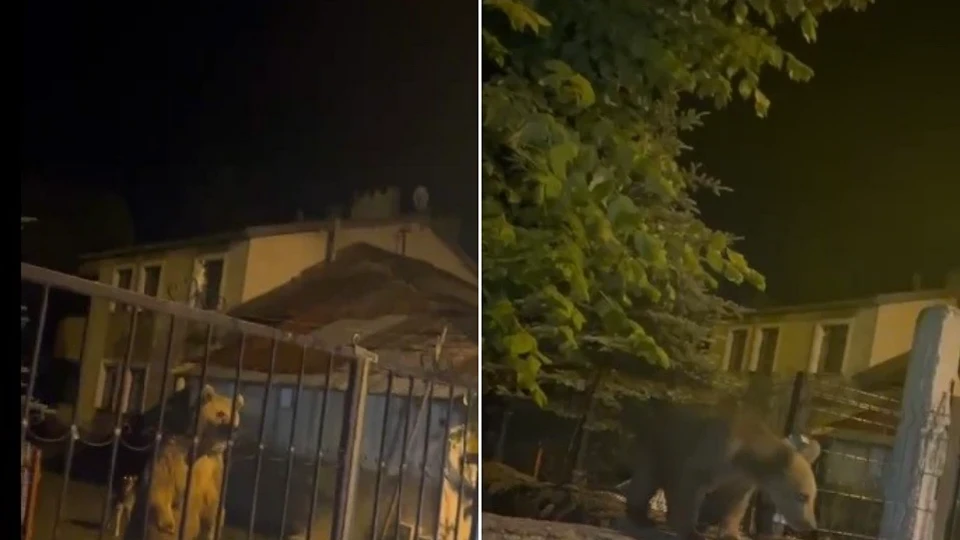 Kars'ta evin bahçesine giren anne ayı ve yavruları kamerada