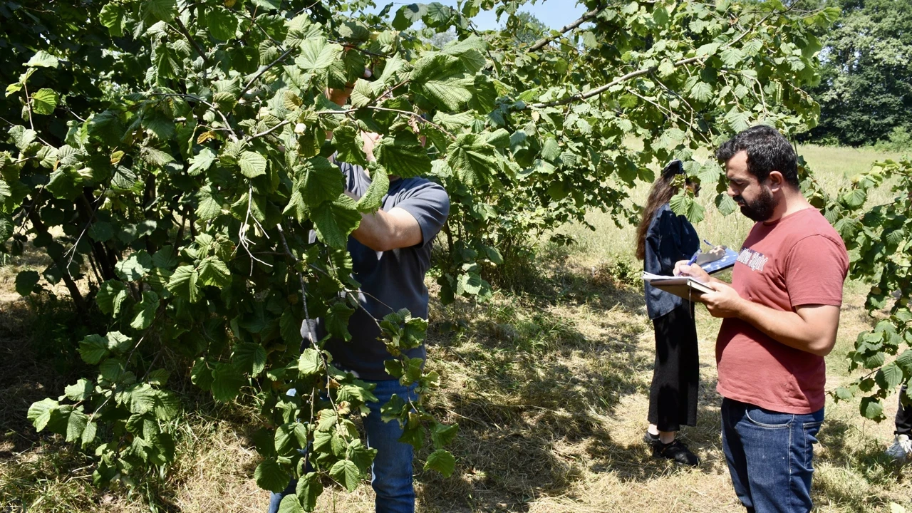 Ordu'da fındık rekoltesi için çalışmalarına başlandı