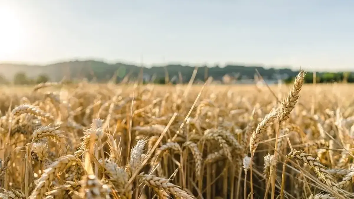 Avrupa'da aşırı sıcaklar tarımı vuruyor! Gıda fiyatlarında yeni artış riski