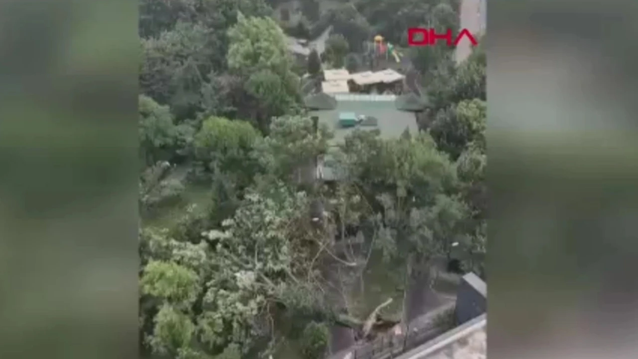 İstanbul'u akşam saatlerinde fırtına vurdu, ağaçları böyle devirdi