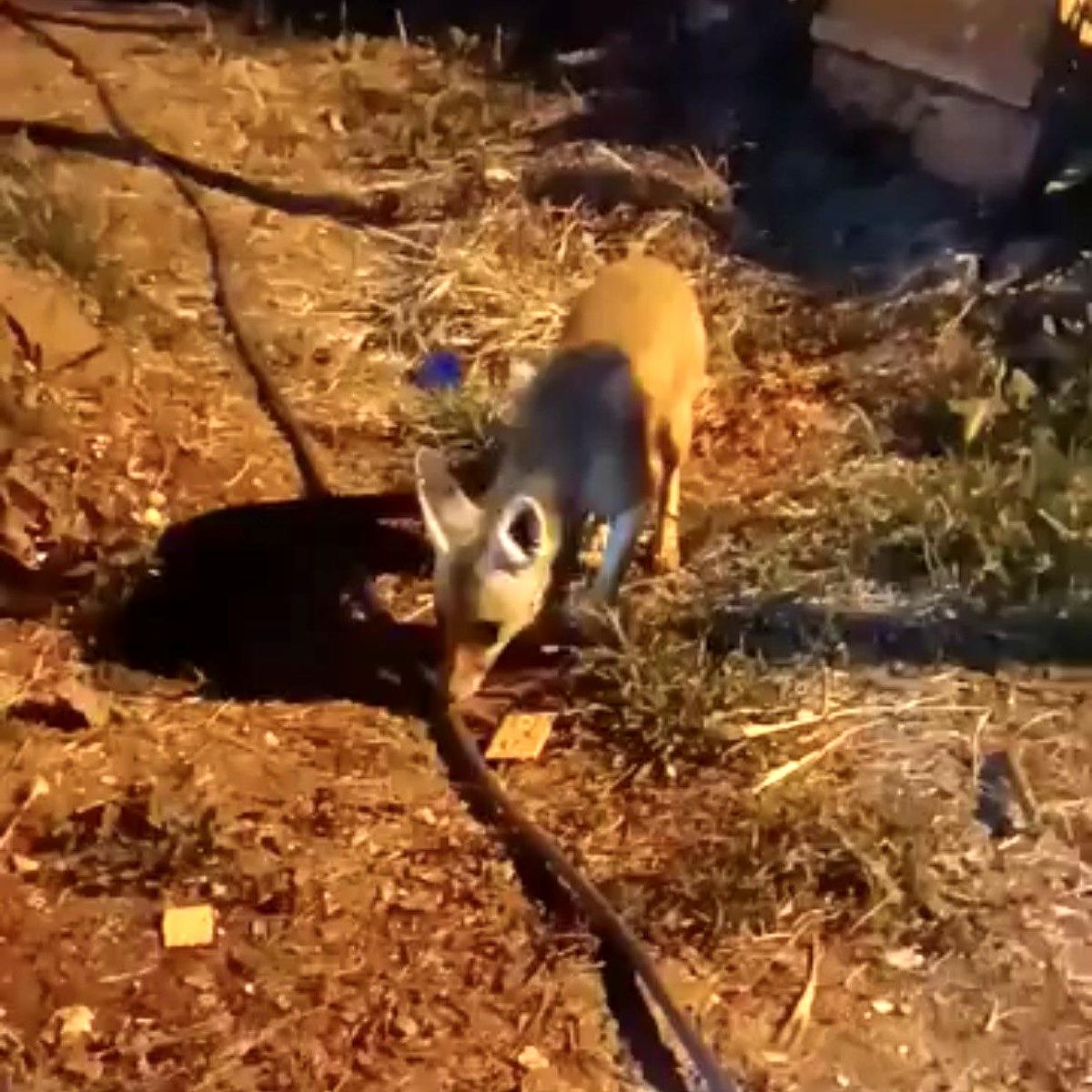 Aç kalan tilkiye 'diyet bisküvi' ikramı