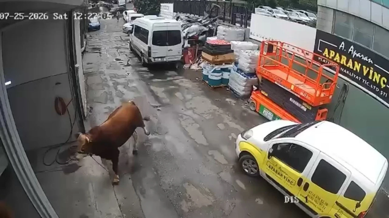 Ümraniye’de kaçan boğa sanayi sitesinde dükkana girdi