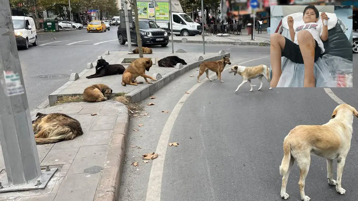 Sahipsiz köpek saldırısı sonrası Bakan Çiftçi'den talimat: Müfettiş görevlendirildi