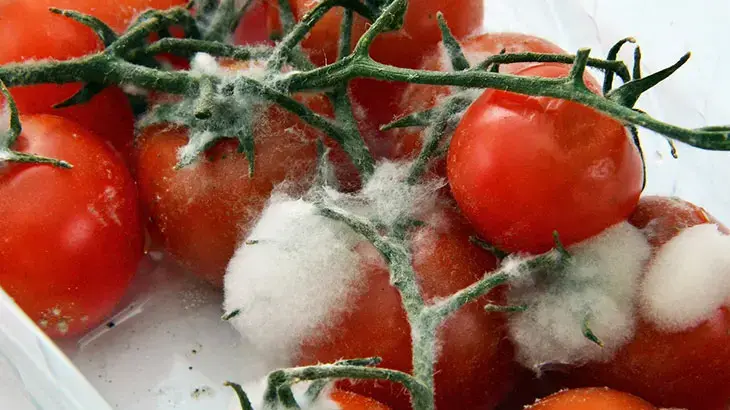 Domateslerin yanına sadece bir adet koyun! Küflenmeyi tamamen unutturacak mutfak sırrı