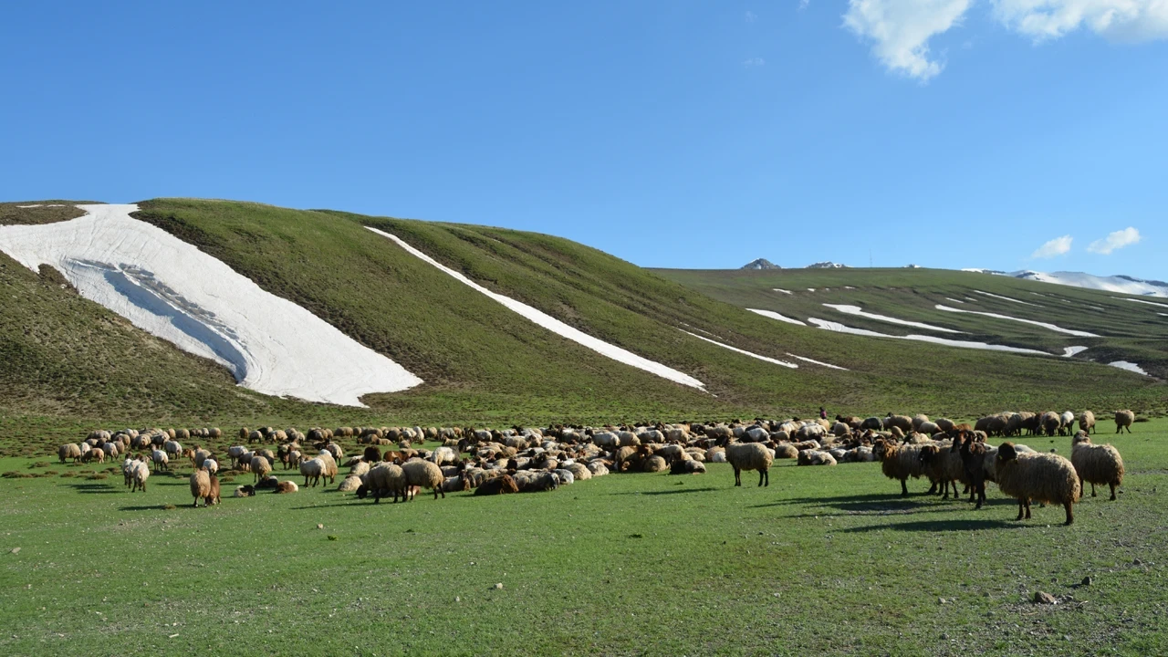 Bitlis yaylaları göçerlerin gelişiyle şenlendi