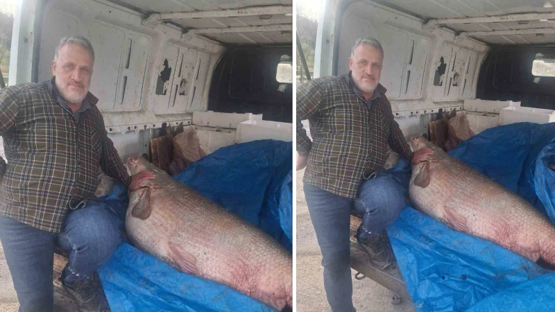 Av yasağının bittiği gün 130 kiloluk turna balığı yakaladı: Nasıl doğrayacağını düşünüyor