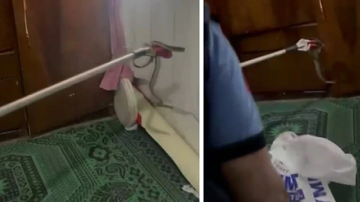 Eve giren yılan paniğe neden oldu! İtfaiye ekipleri yakalayarak doğaya saldı