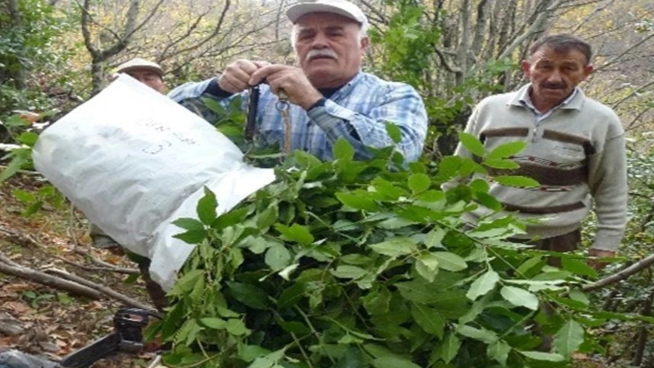 Doğada kendi kendine yetişiyor, köylüye milyonlar kazandırıyor: 1455 kilodan 2,9 milyon TL gelir