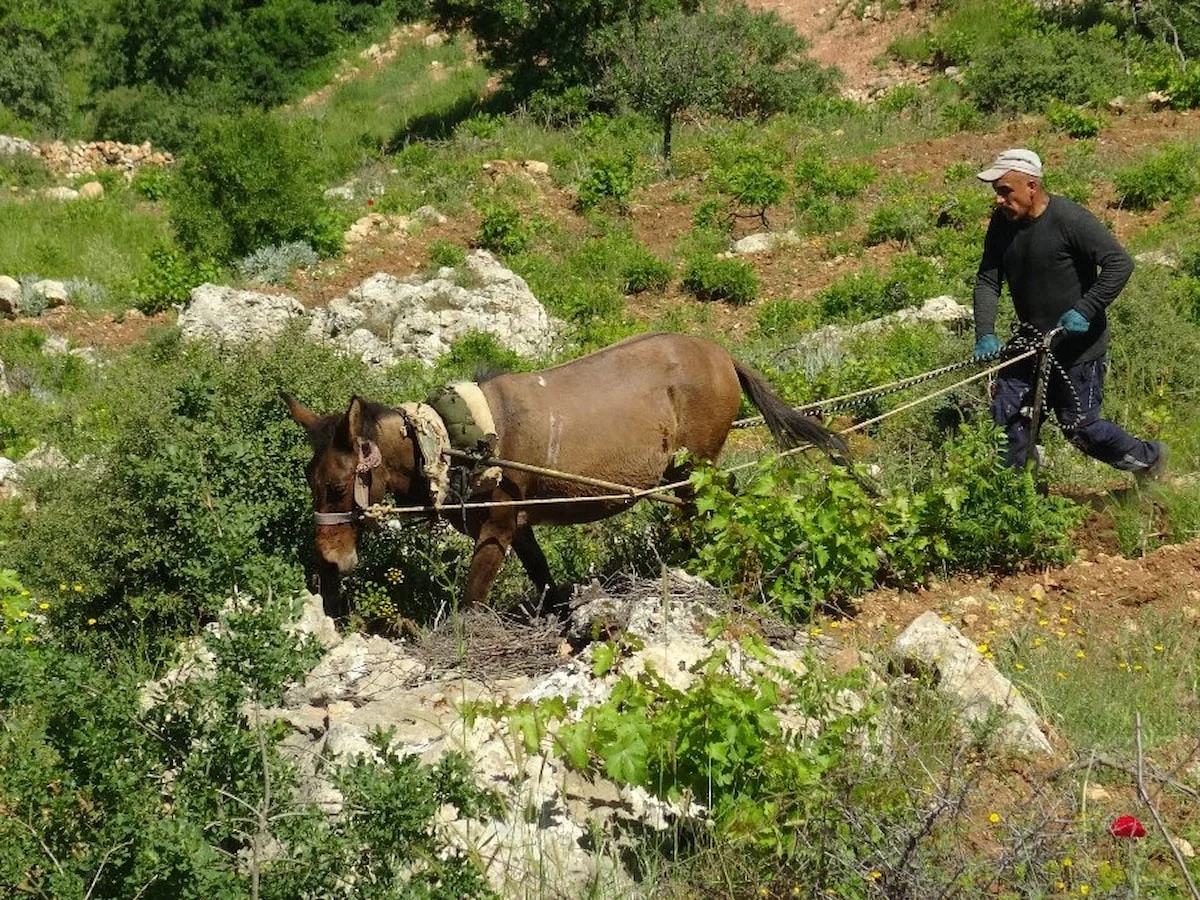 Batman'da asırlık gelenek yaşatılıyor: Dik yamaçlarda atla çift sürme mesaisi