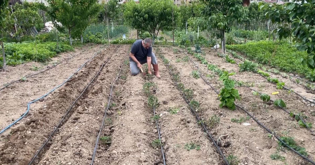 Artvin'de eğitimciler hobi bahçelerini üretim alanına dönüştürdü
