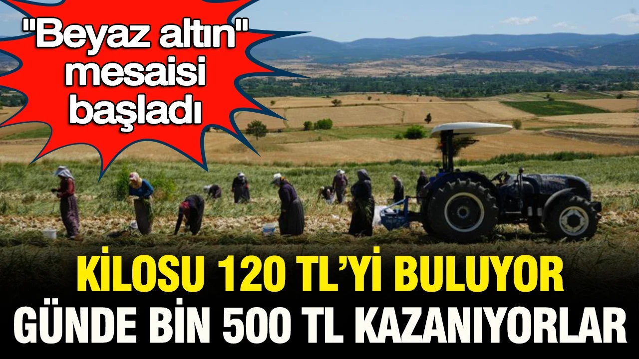 'Beyaz altın' mesaisi başladı: Kilosu 120 lirayı buluyor, günde bin 500 lira kazanıyorlar
