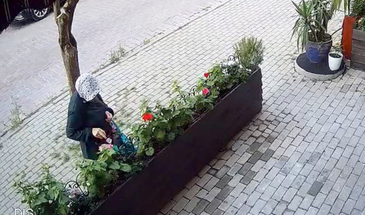 Avcılar'da iş yerinin önünde yetiştirilen çiçekleri söküp çaldı: 'Sabahın köründe şafak operasyonu gibi'