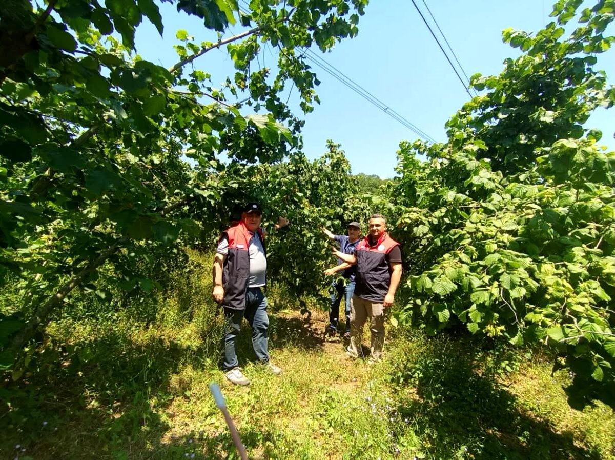 Fındık rekolte tespit çalışmaları Düzce'de başladı