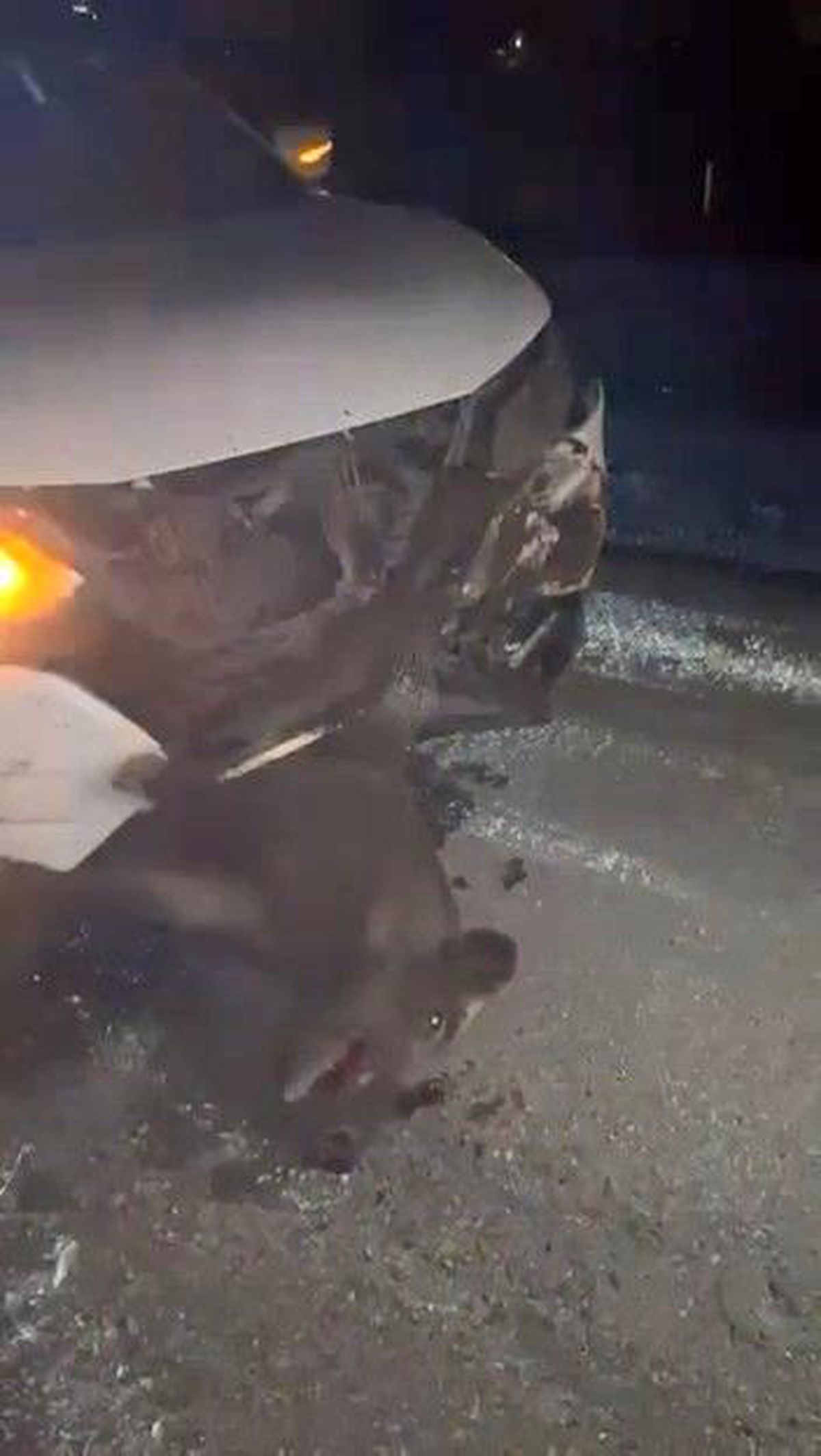 Elazığ'da domuza çarpan cip, hasar aldı