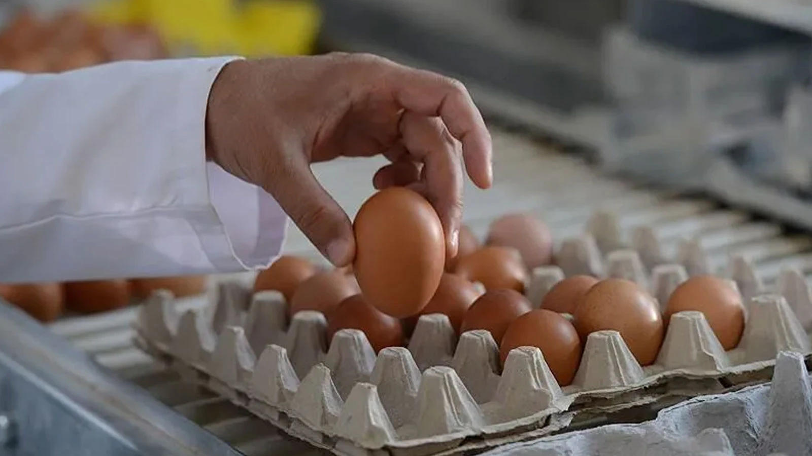 Yumurtada ölümcül salmonella şüphesi! Tonlarca ürün geri çağrıldı