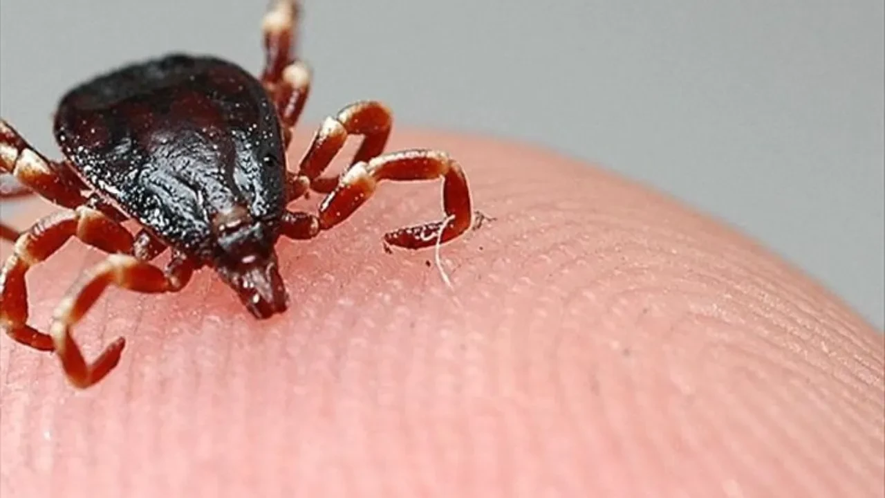 Kene kabusu can almaya devam ediyor: Tokat’ta bir kişi KKKA’dan öldü