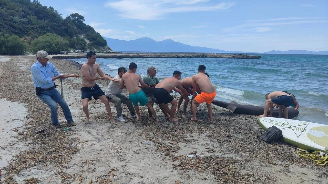 Kuşadası plajında köpekbalığı paniği! Görenler gözlerine inanamadı