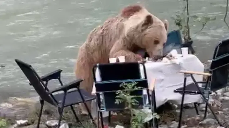 Görüntüler Tunceli'den! Bozayı piknik keyfi kamerada