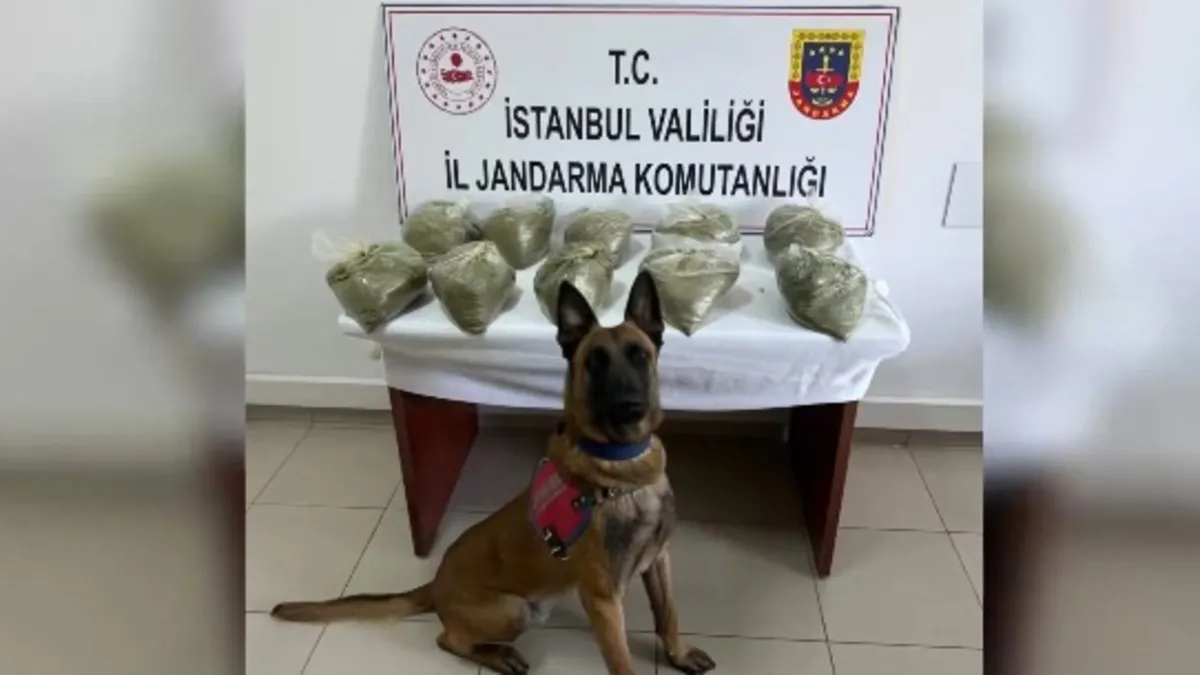 18 ilde nefes kesen operasyon! 1 milyondan fazla kök keneviri… 80 şüpheli yakalandı