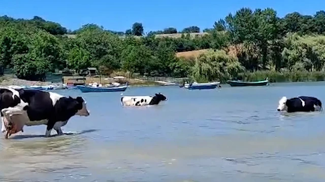Sıcaktan bunalan inekler Terkos Gölü'nde serinledi