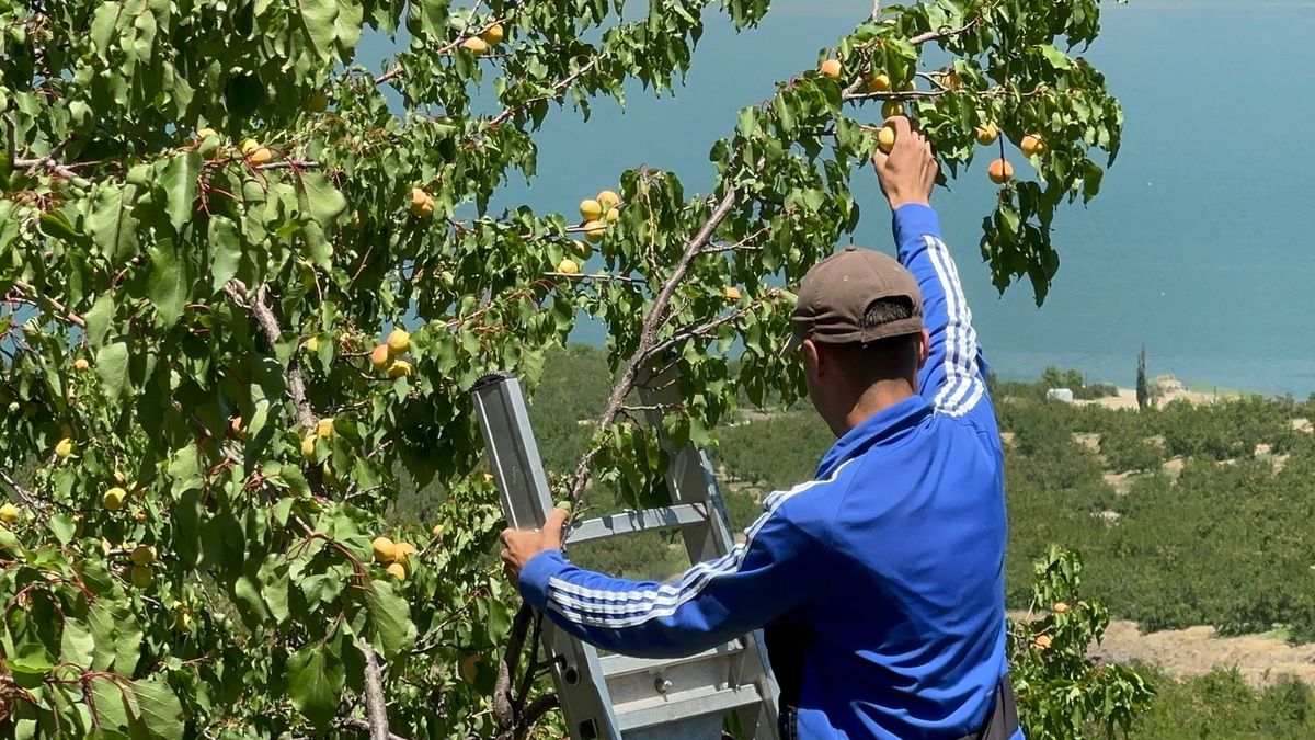 Dünya kayısı başkenti Malatya'da kayısı hasadı başladı
