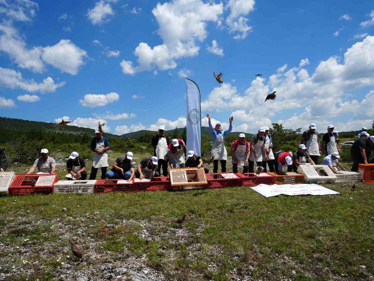 Kastamonu'da doğaya bin 200 kınalı keklik salındı