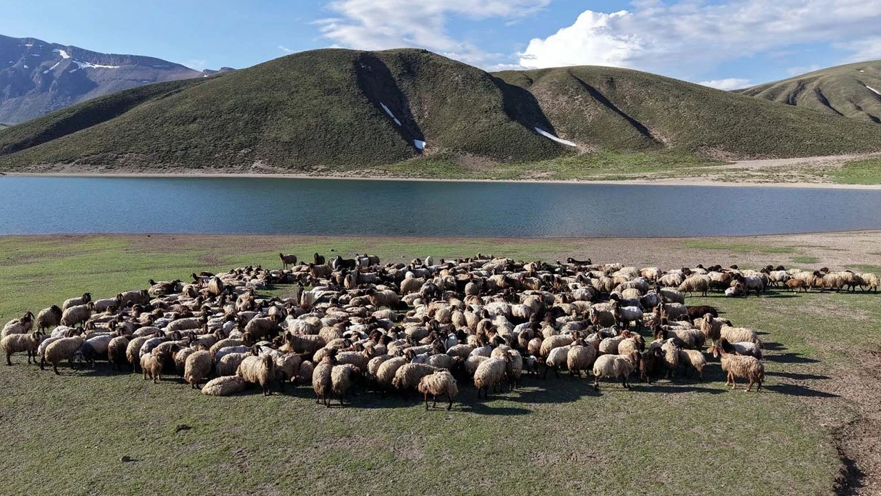 Bitlis'e bir anda 1500'lerce koyun akın etti! 5 ay detayı herkesin dikkatini çekti